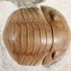 Nileus armadillo Dalman 1827 - Image 2