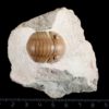 Nileus armadillo Dalman 1827