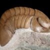 Nileus armadillo Dalman 1827 - Image 3