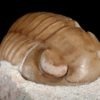 Nileus armadillo Dalman 1827 - Image 4