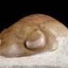 Nileus armadillo Dalman 1827 - Image 6
