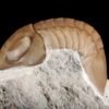 Nileus armadillo Dalman 1827 - Image 7