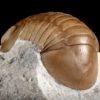 Nileus armadillo Dalman 1827 - Image 8