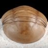 Nileus armadillo Dalman 1827 - Image 9