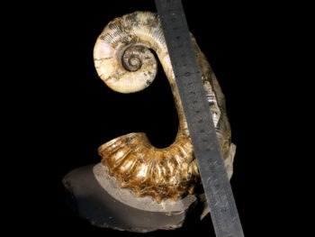 Audoliceras