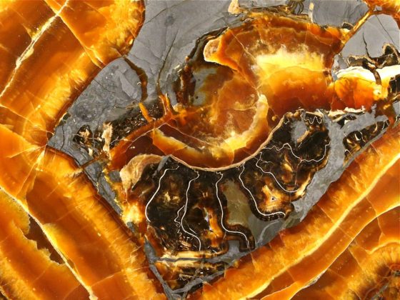 Tabletop - Slice of septaria with yellow calcite (simbircite)