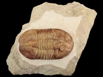 Valdaites limatus (JAANUSSON 1953)