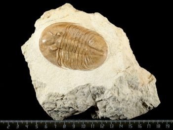 Pseudobaselicus lawrowi (SCHMIDT 1898)