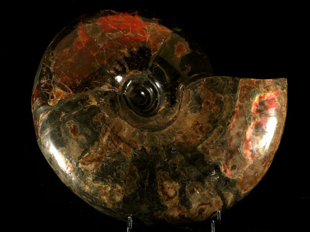 Craspedodiscus