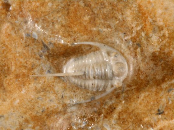 Ascetopeltis kertelensis (Schmidt, 1894)