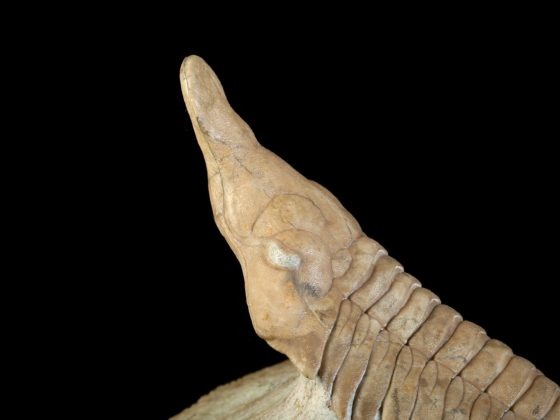 Metopolichas platyrhinus (SCHMIDT 1907)