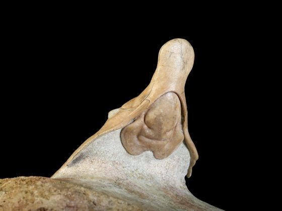Metopolichas platyrhinus (SCHMIDT 1907)