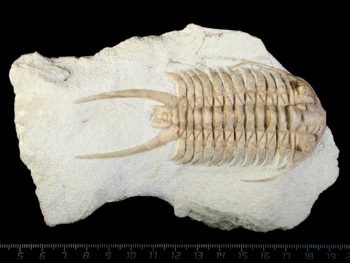 Paraceraurus exsul (BEYRICH 1846)