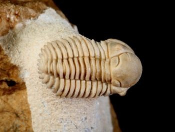 Pseudosphaerexochus pahnschi SCHMIDT 1881