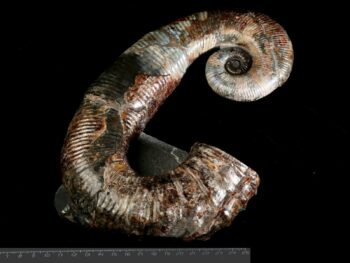 Audoliceras