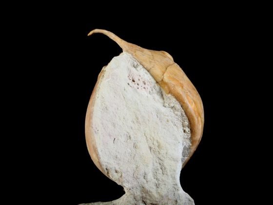 Illaenus tauricornis KUTORGA 1848