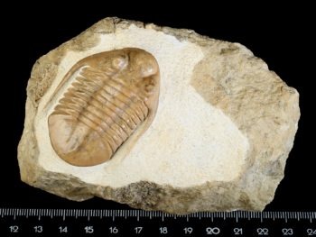 Subasaphus spinifer (IVANTSOV 2000)