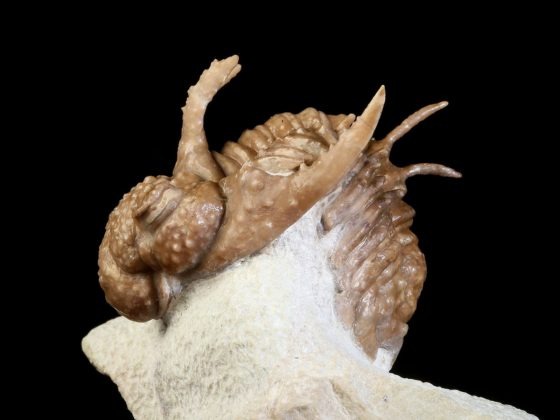 Hoplolichoides conicotuberculatus (NIESZKOWSKI 1859)