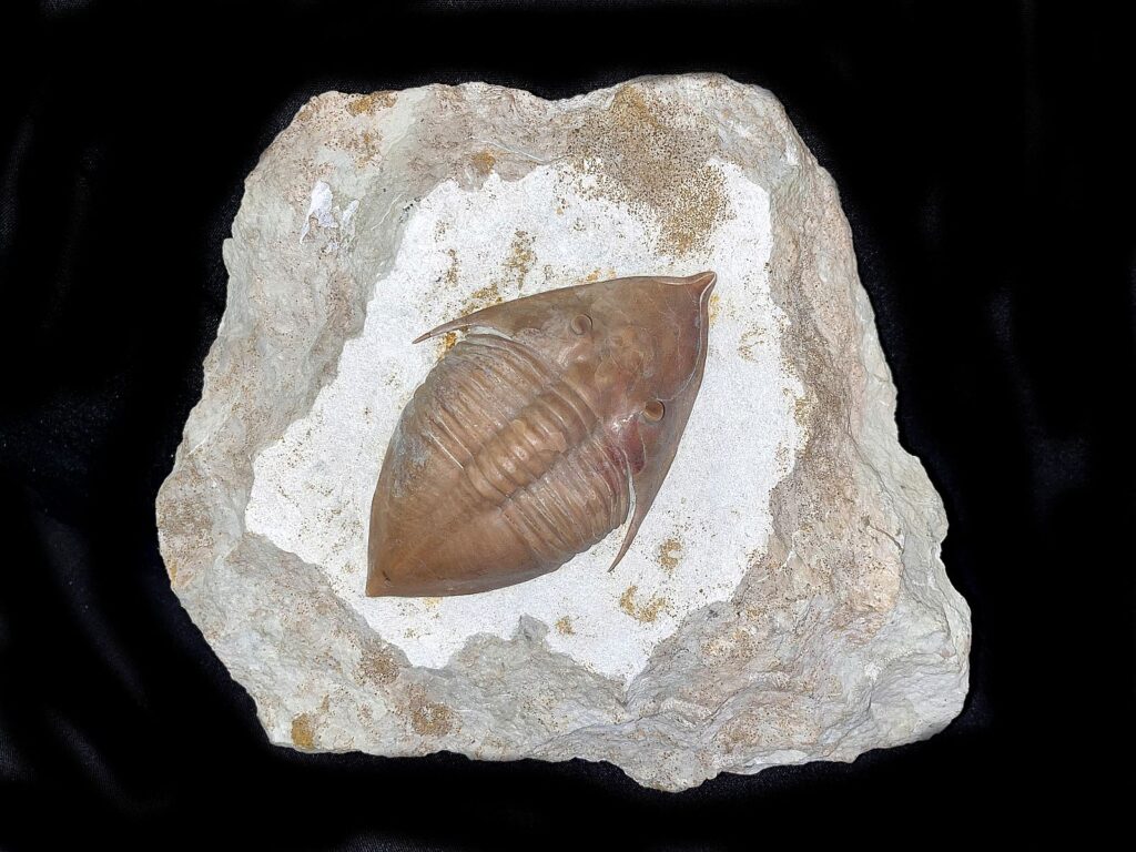 Megistaspidella extenuata (WAHLENBERG 1821)