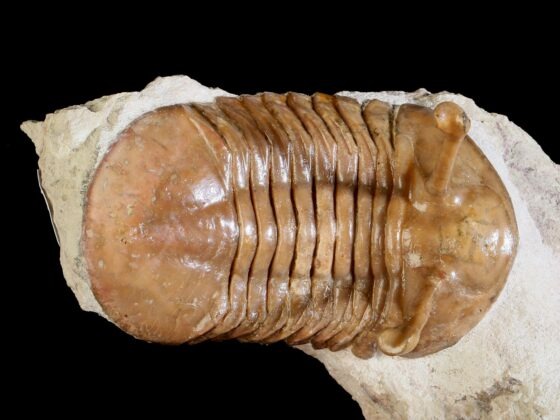 Asaphus kowalewskii LAWROW 1859