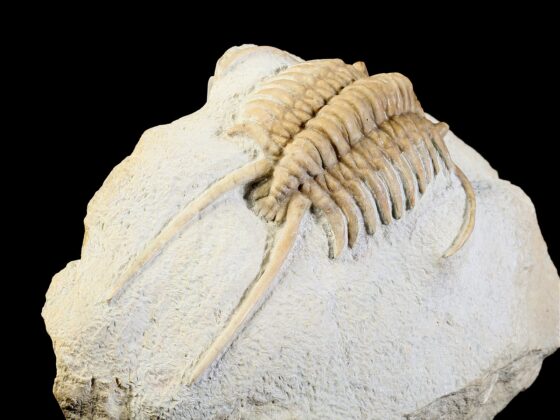 Paraceraurus exsul (BEYRICH 1846)