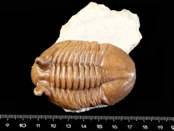 Asaphus cornutus PANDER 1830