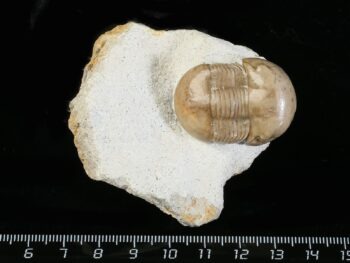 Illaenus incisus JAANUSSON 1957