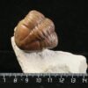 Asaphus punctatus LESSNIKOVA 1949 - Image 2