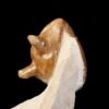 Asaphus punctatus LESSNIKOVA 1949 - Image 7