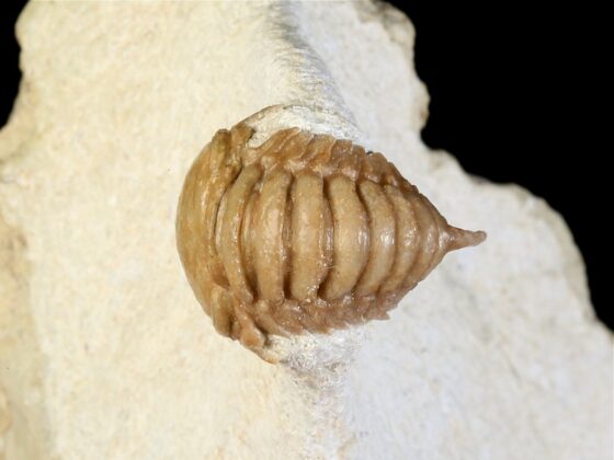 Remopleurides nanus (LEUCHTENBERG 1843)