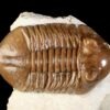 Asaphus cornutus PANDER 1830 - Image 2
