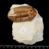 Asaphus cornutus PANDER 1830