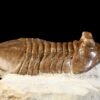 Asaphus cornutus PANDER 1830 - Image 3