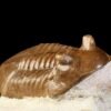Asaphus cornutus PANDER 1830 - Image 4