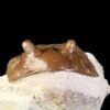 Asaphus cornutus PANDER 1830 - Image 5