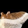 Asaphus cornutus PANDER 1830 - Image 6