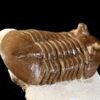 Asaphus cornutus PANDER 1830 - Image 8