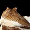 Asaphus cornutus PANDER 1830 - Image 9