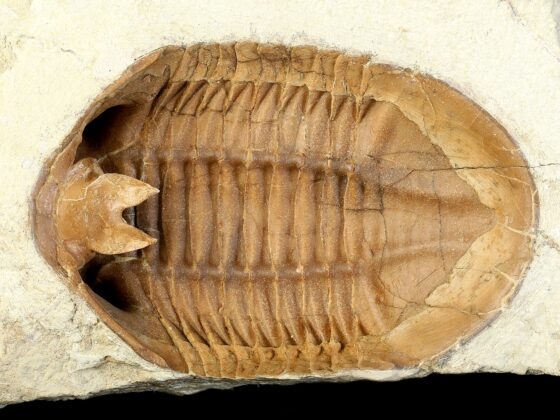 Asdaphus expansus (WAHLENBERG 1821) back (ventral) side prepared - Image 2