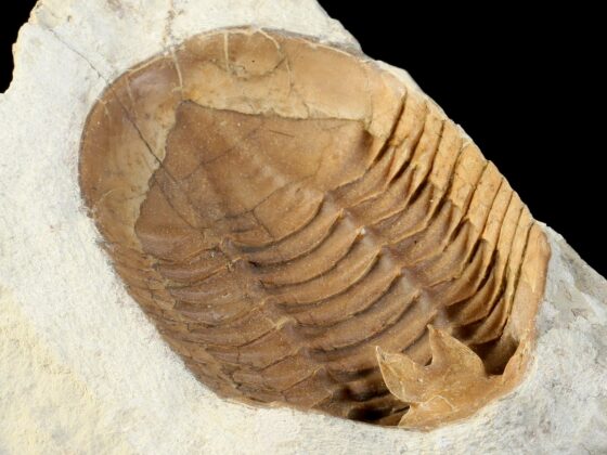 Asdaphus expansus (WAHLENBERG 1821) back (ventral) side prepared - Image 5