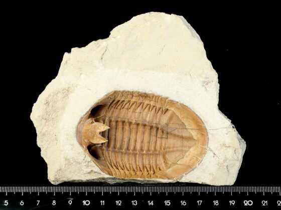 Asdaphus expansus (WAHLENBERG 1821) back (ventral) side prepared