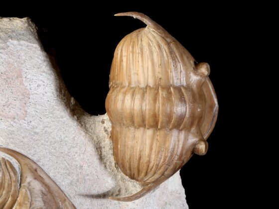 Megistaspidella triangularis (SCHMIDT 1906), original double. - Image 13