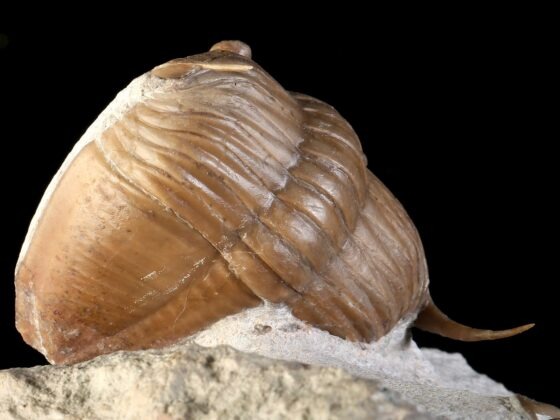 Megistaspidella triangularis (SCHMIDT 1906), original double. - Image 14