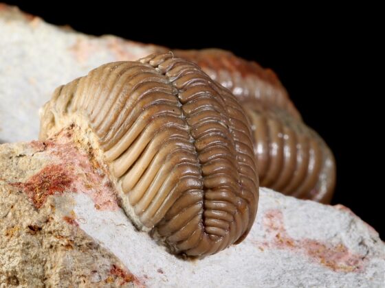 Pliomera fischeri (EICHWALD 1825) with fragment of Illaenus sp. - Image 15