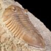 Asaphus lepidurus NIESZKOWSKI 1859 - Image 9