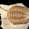 Asaphus kowalewskii LAWROW 1860 - Image 2