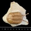 Asaphus kowalewskii LAWROW 1860