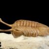 Asaphus kowalewskii LAWROW 1860 - Image 3