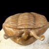Asaphus kowalewskii LAWROW 1860 - Image 6