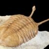 Asaphus kowalewskii LAWROW 1860 - Image 9